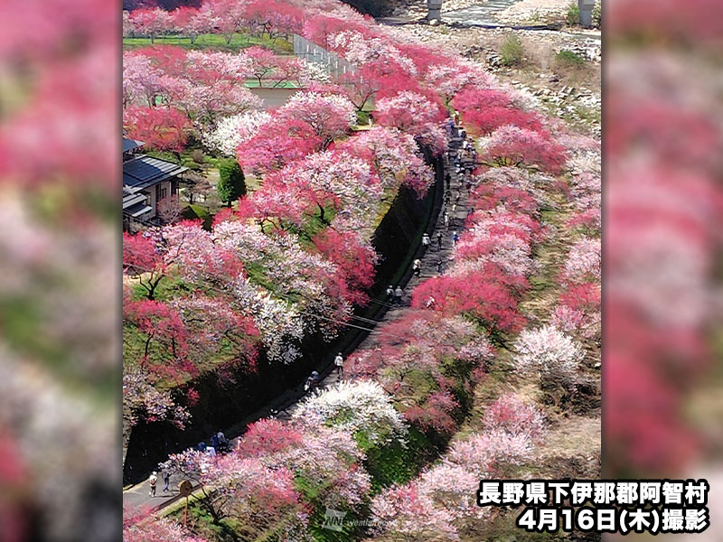 ウェザーニュース tweet media