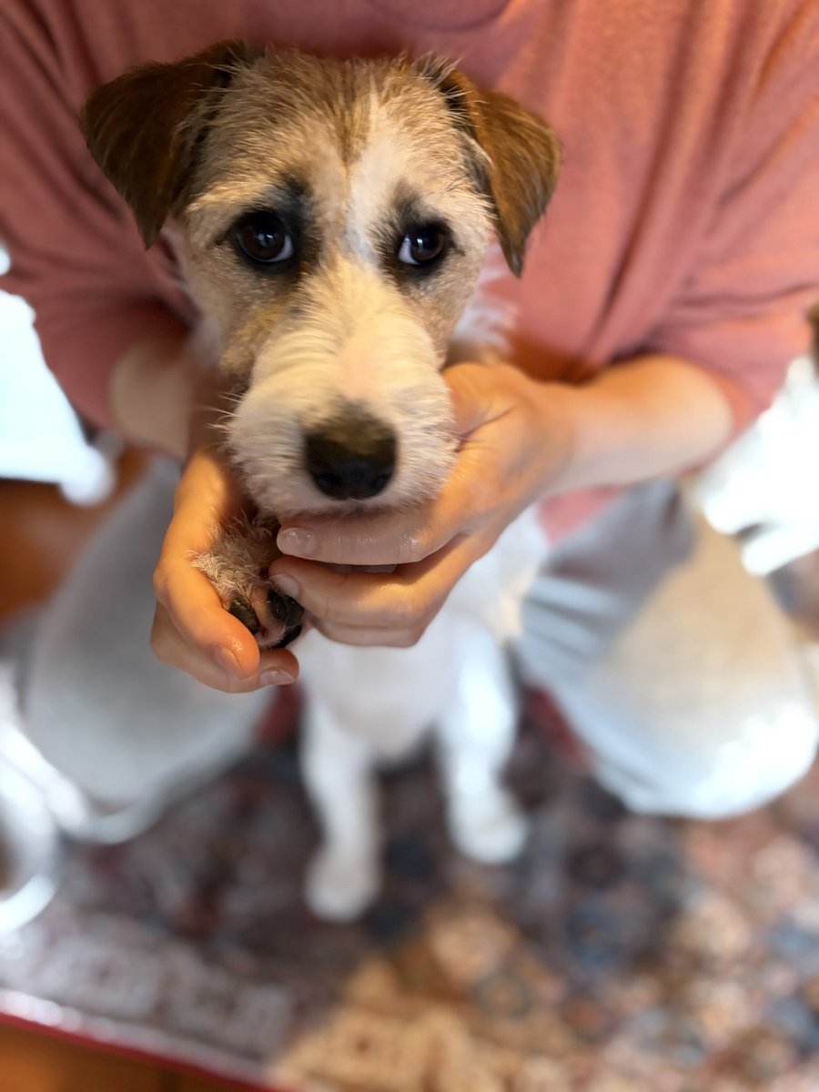 yaaata0517's tweet image. 今朝の行ってらっしゃい🐶🌟☺️
#jackrussell #ジャックラッセルテリア
#jrt #puppy #多頭飼い
