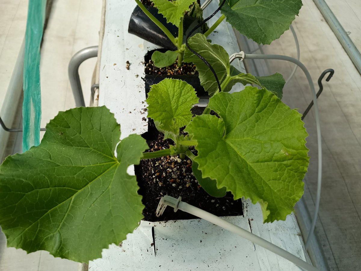 メロンの定植を実施してます。
春夏メロンです😊
今回苗は良いので上手くいくはず