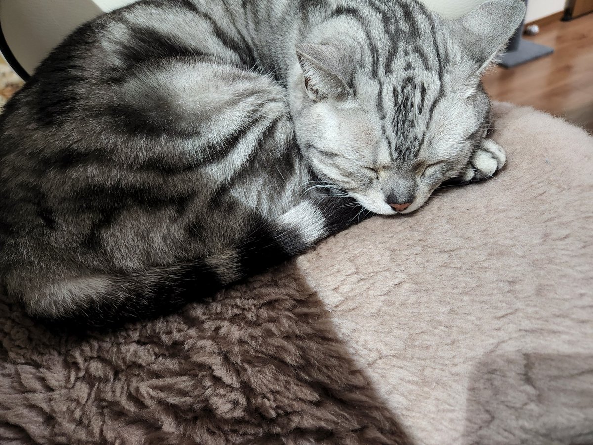 COMさん(愛猫EVE) tweet media