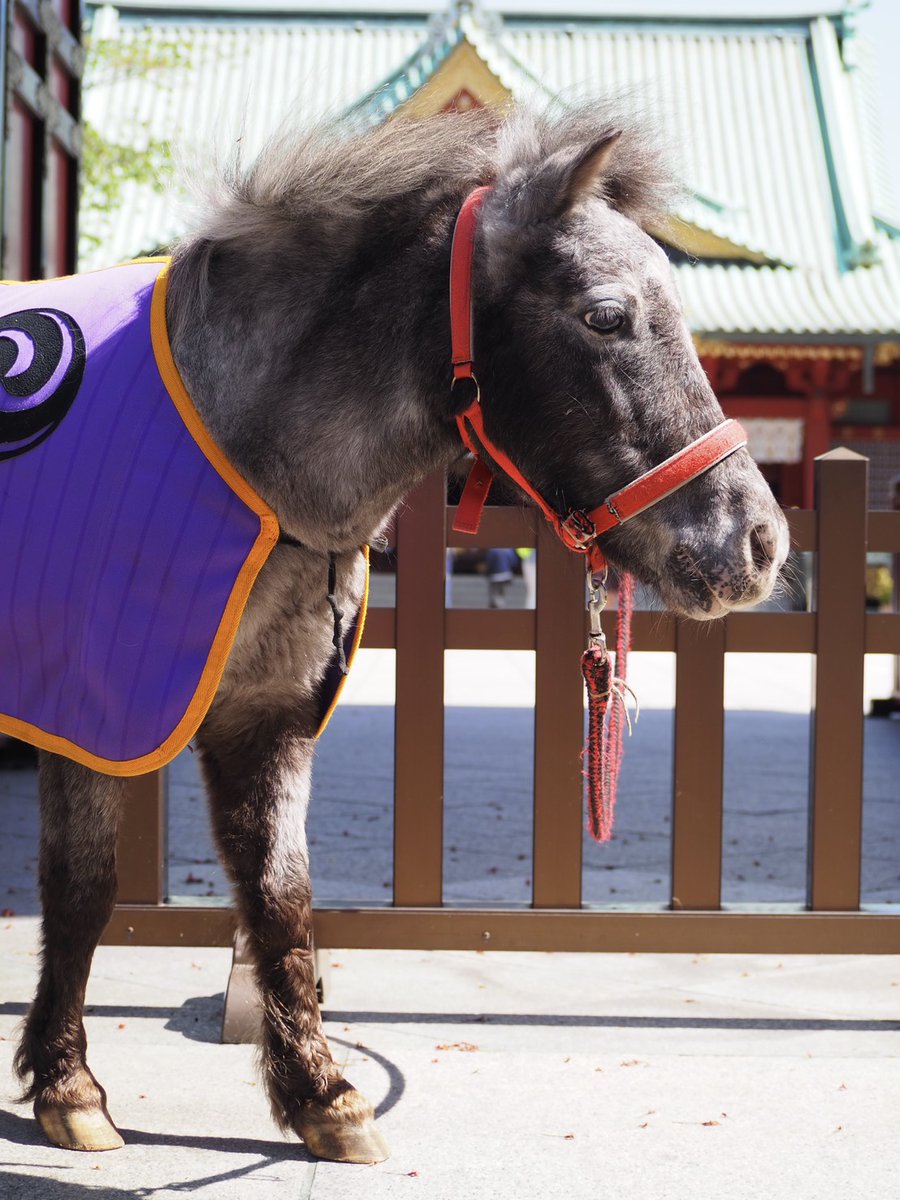 神田明神 tweet media