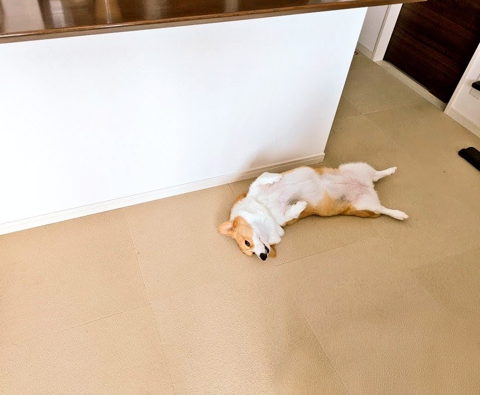 こまち@彩 tweet media