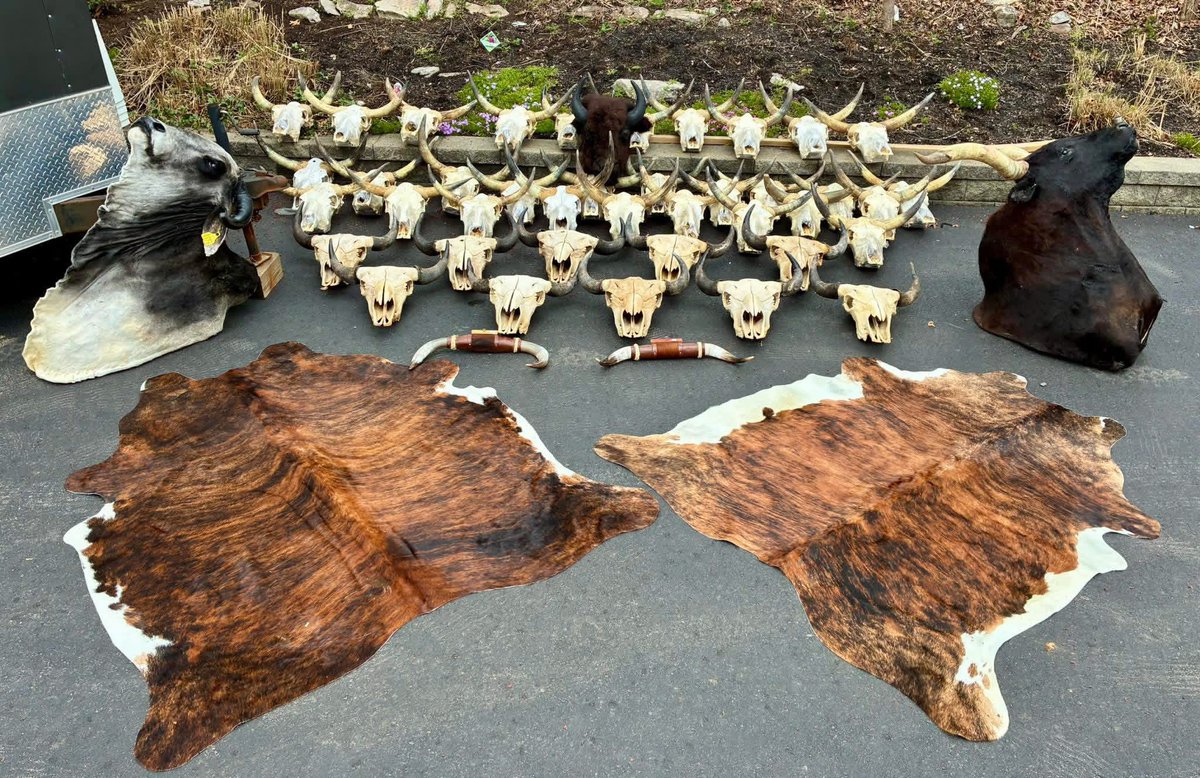 Taxidermymountt's tweet image. Today's pallet was packed full of all kinds of goodies,
#America #pallets #hids