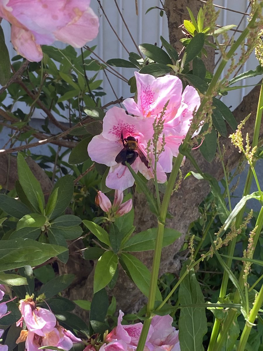 ๐ต๐ด๐ถ tweet media