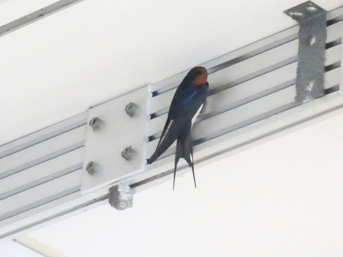 まみ🎶 低浮上になりがち tweet media