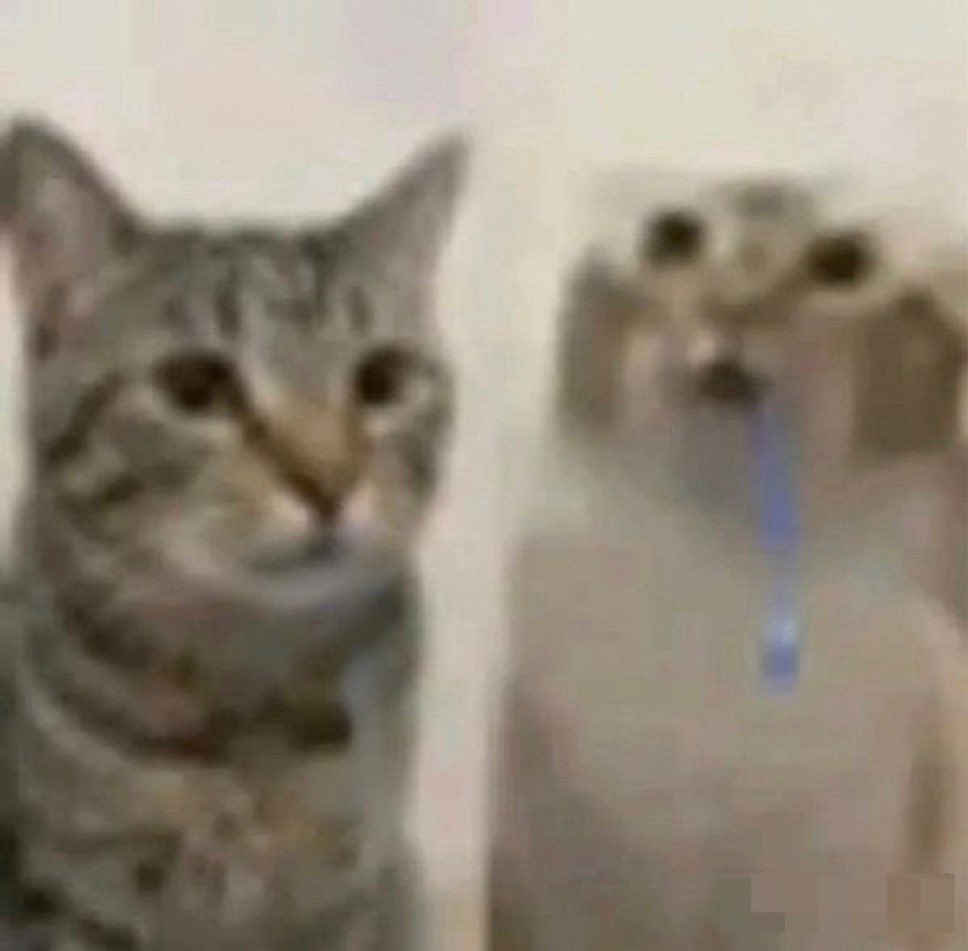 Saki 🍥🦭☘️ tweet media