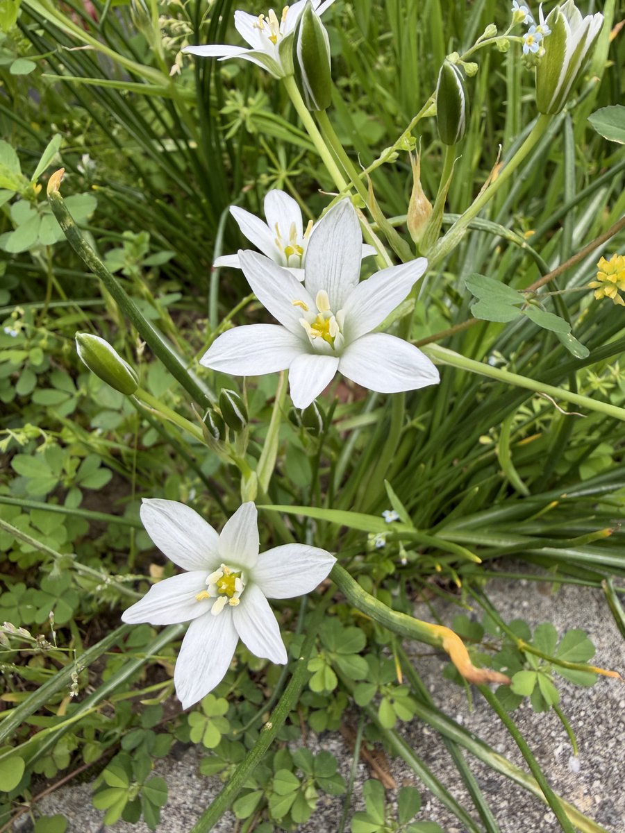 さぁ、今日と明日は地獄の他店舗応援😇
乗り切ったら土曜はBLEACHのクレープ食べに行くし、日曜日は大型本丸

頑張れ私

応援してみんな←
(自宅裏に生えてる花を添えて)