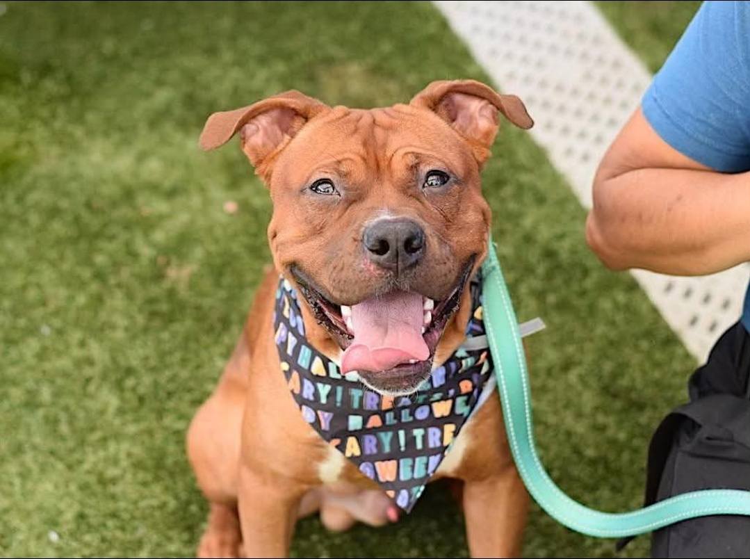 Pound Hounds ResQ tweet media