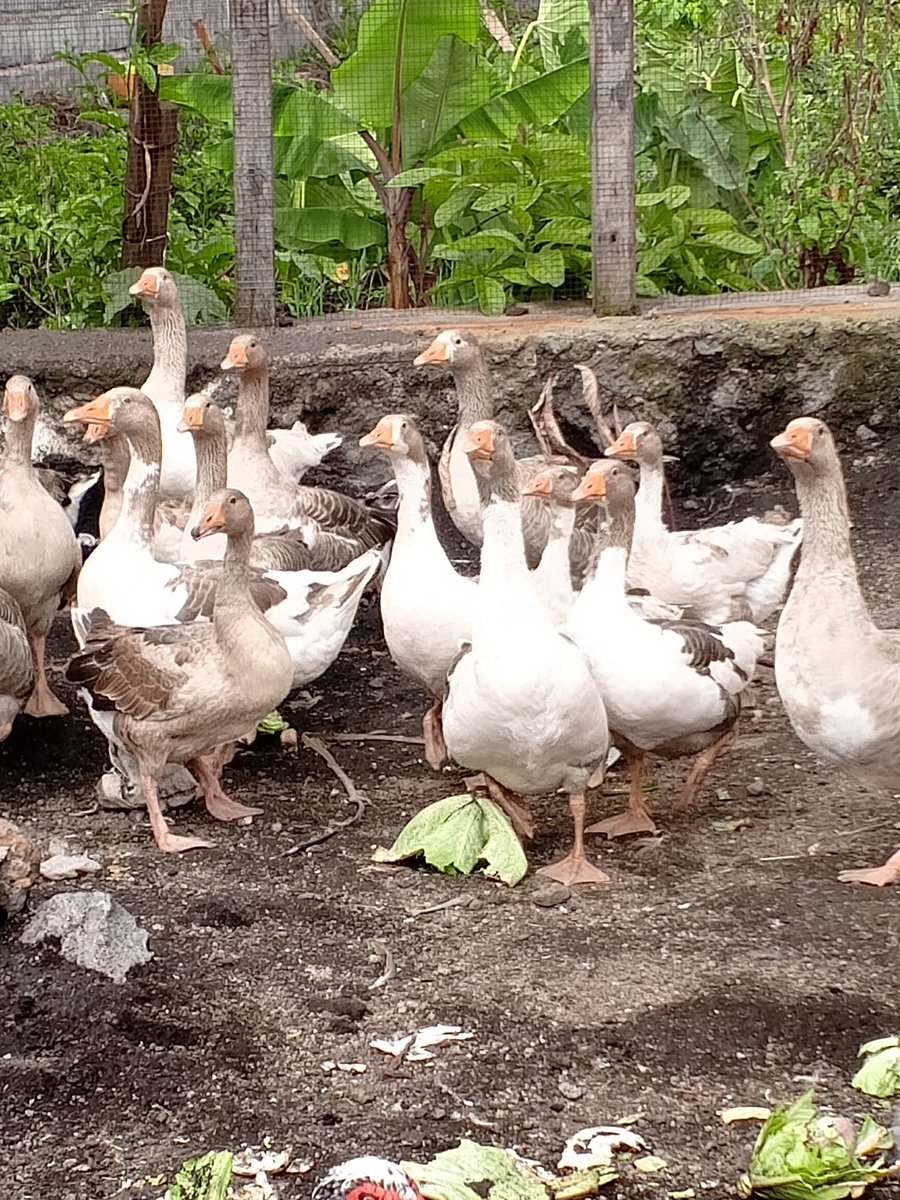 Acsov2009's tweet photo. Autonomisation de la femme à travers l'agriculture et l'élevage durable à Goma et Nyiragongo. https://t.co/runXfLfFH9