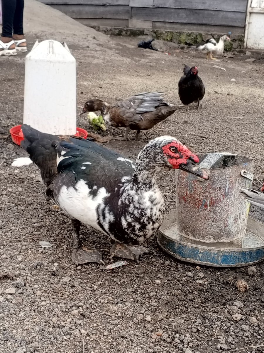 Acsov2009's tweet photo. Autonomisation de la femme à travers l'agriculture et l'élevage durable à Goma et Nyiragongo. https://t.co/runXfLfFH9