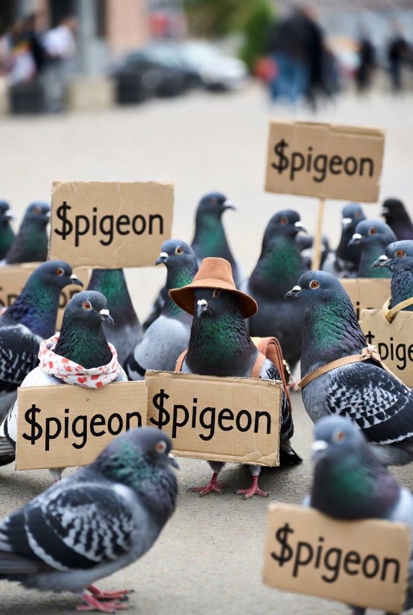 We Back out on the curb flockin. 

Will work for Pigeon. 🫡
