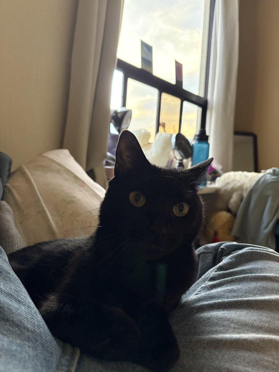 esta gata me mira hasta el alma