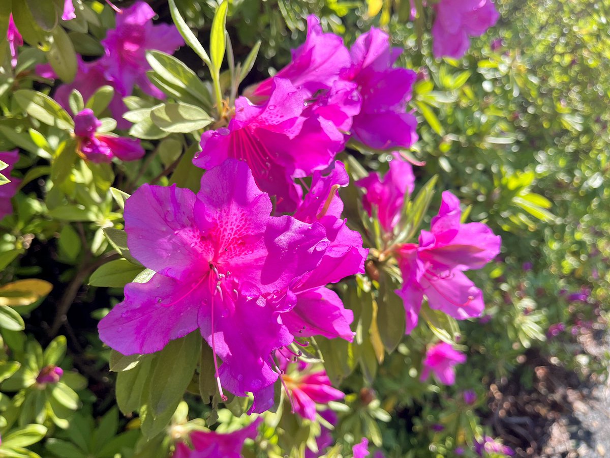 昭和記念公園セグウェイツアー【5月まで予約受付中】 tweet media