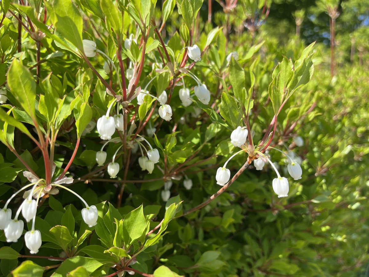 昭和記念公園セグウェイツアー【5月まで予約受付中】 tweet media