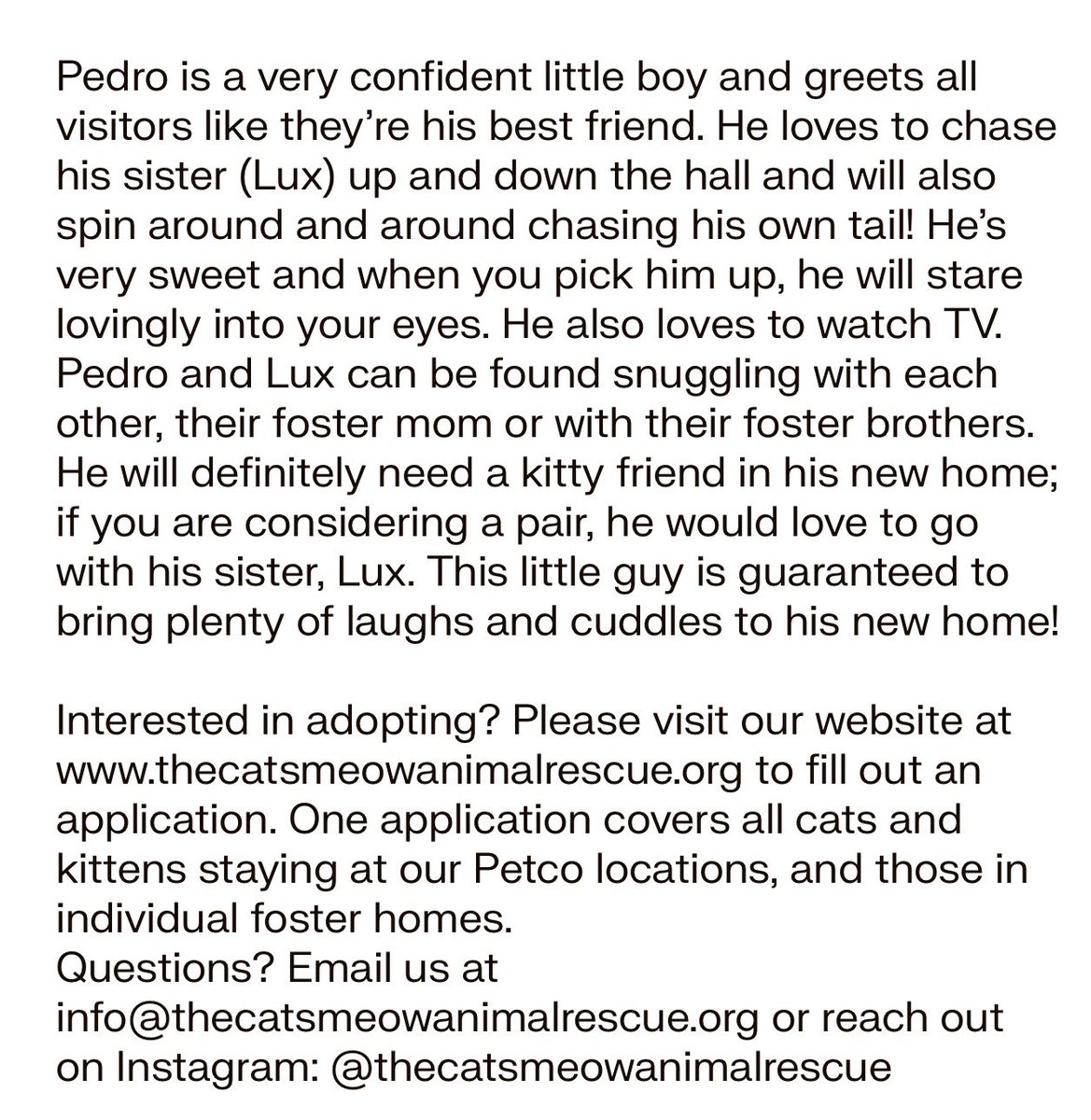 TheCatsMeowInc's tweet image. West Coast #whiskerswednesday with Pedro!

This handsome guy is 1yo and loves to greet people. He has tons of purr-sonality and is available for adoption thru our #LosAngeles rescue (info in 2nd pic)

#AdoptDontShop #CatsOfTwitter #CatsOfX #XCats #AdoptMe