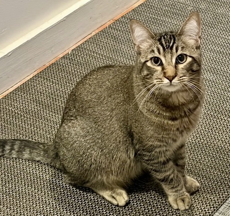 TheCatsMeowInc's tweet image. West Coast #whiskerswednesday with Pedro!

This handsome guy is 1yo and loves to greet people. He has tons of purr-sonality and is available for adoption thru our #LosAngeles rescue (info in 2nd pic)

#AdoptDontShop #CatsOfTwitter #CatsOfX #XCats #AdoptMe