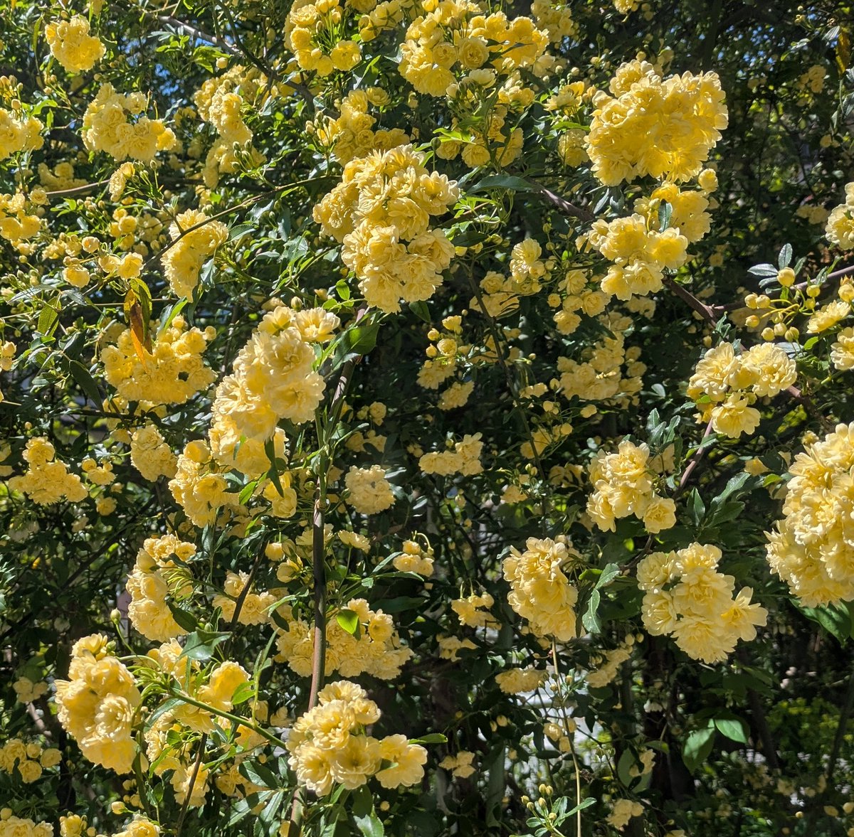 youbeet's tweet photo. すんごい量の花が咲き始めた https://t.co/D7wi2ubSoo