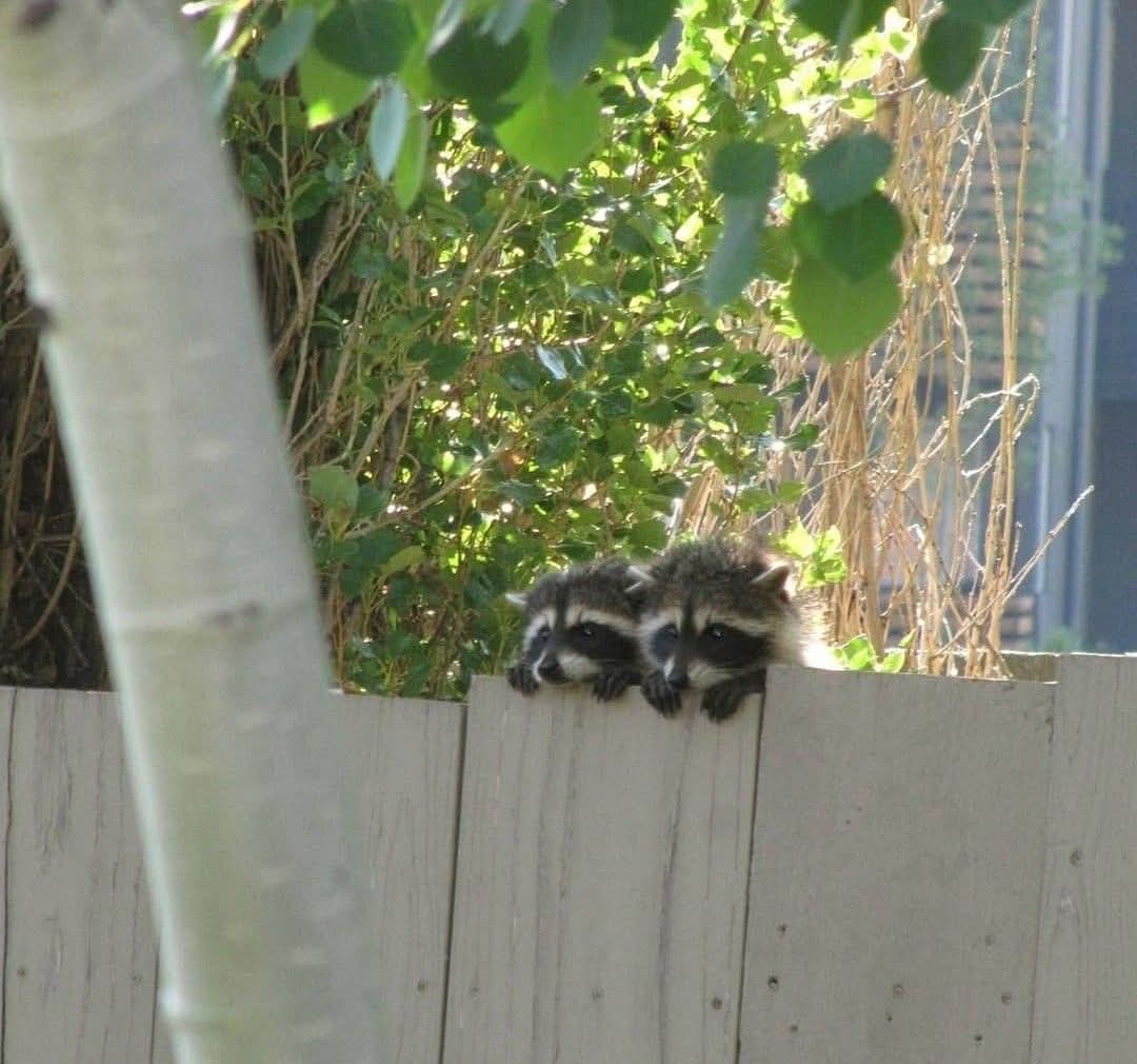 Why you should have a Raccoon (@shouldhaveracc) on Twitter photo 