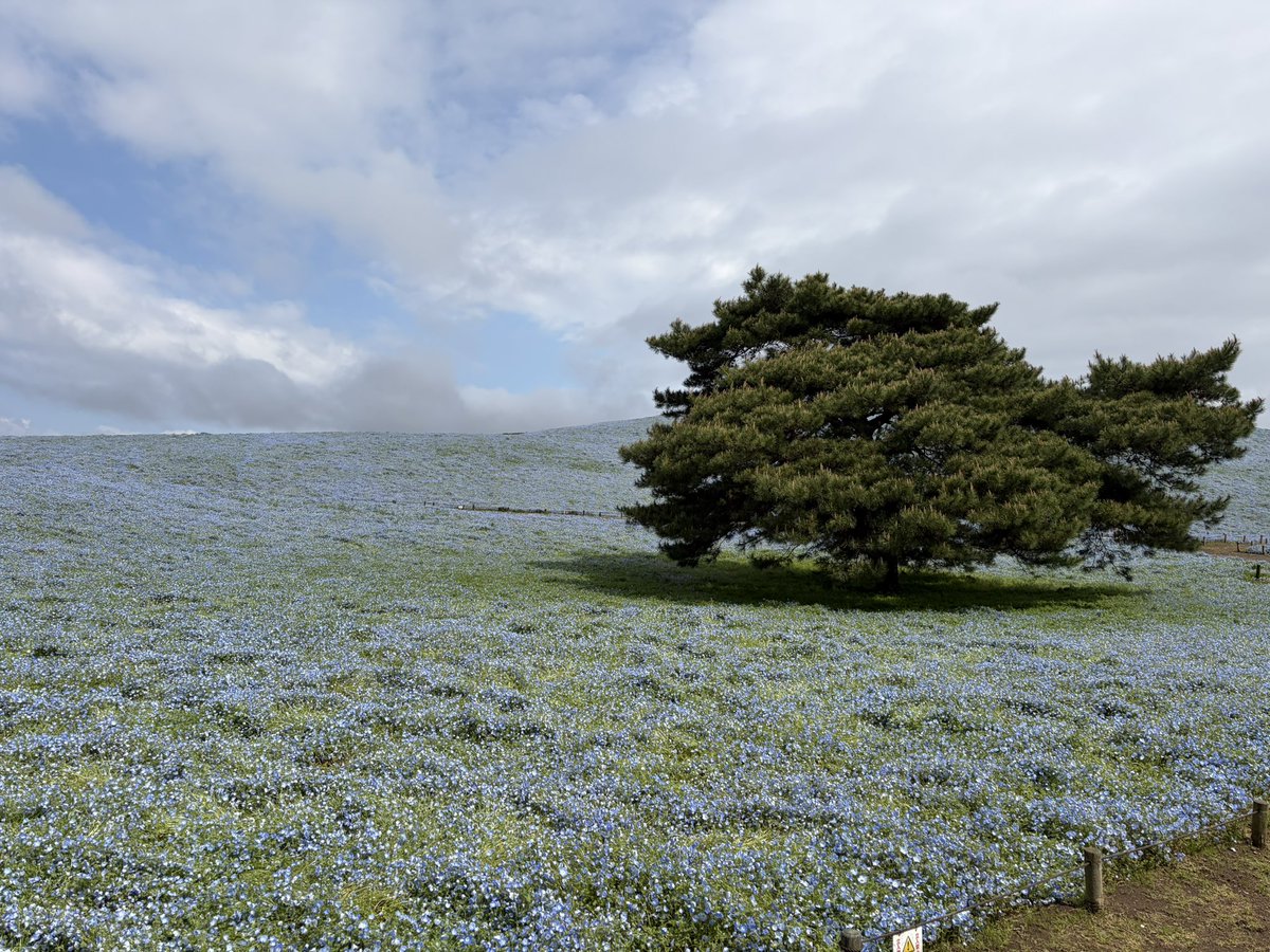 くぼっち。 tweet media