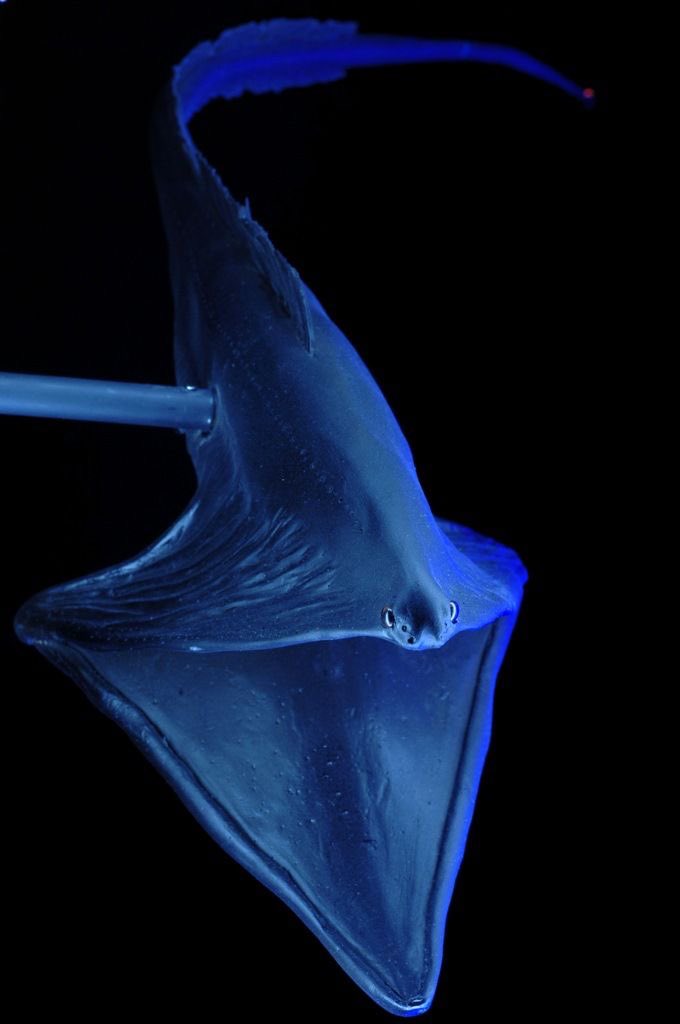 nyantennae's tweet image. i cant even imagine having these proportions bro what #deepseatwt