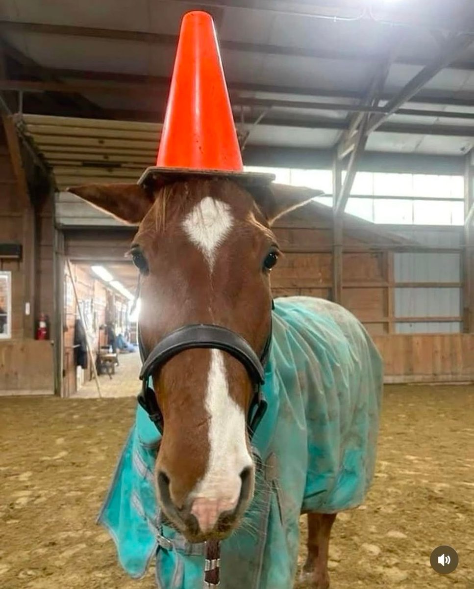 horse dentist tweet media