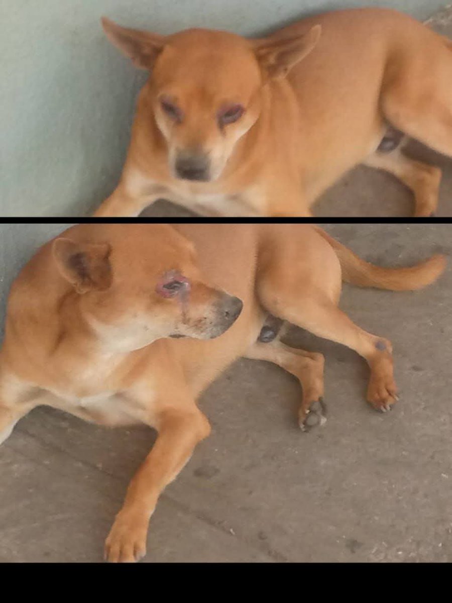 PerroUsuario Wof '•' tweet media