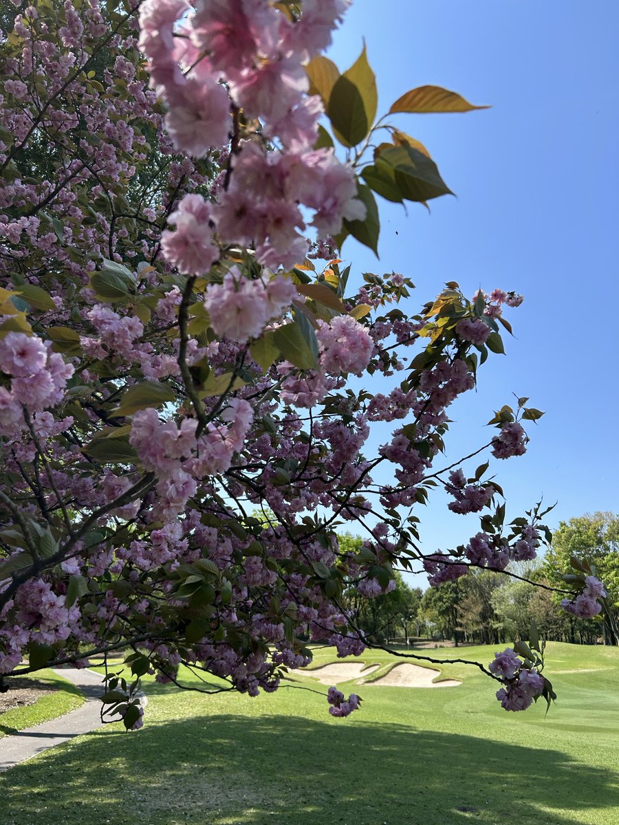show_smhost's tweet photo. 仕事サボってするゴルフは至福⛳️ https://t.co/aSFDLHEK3k