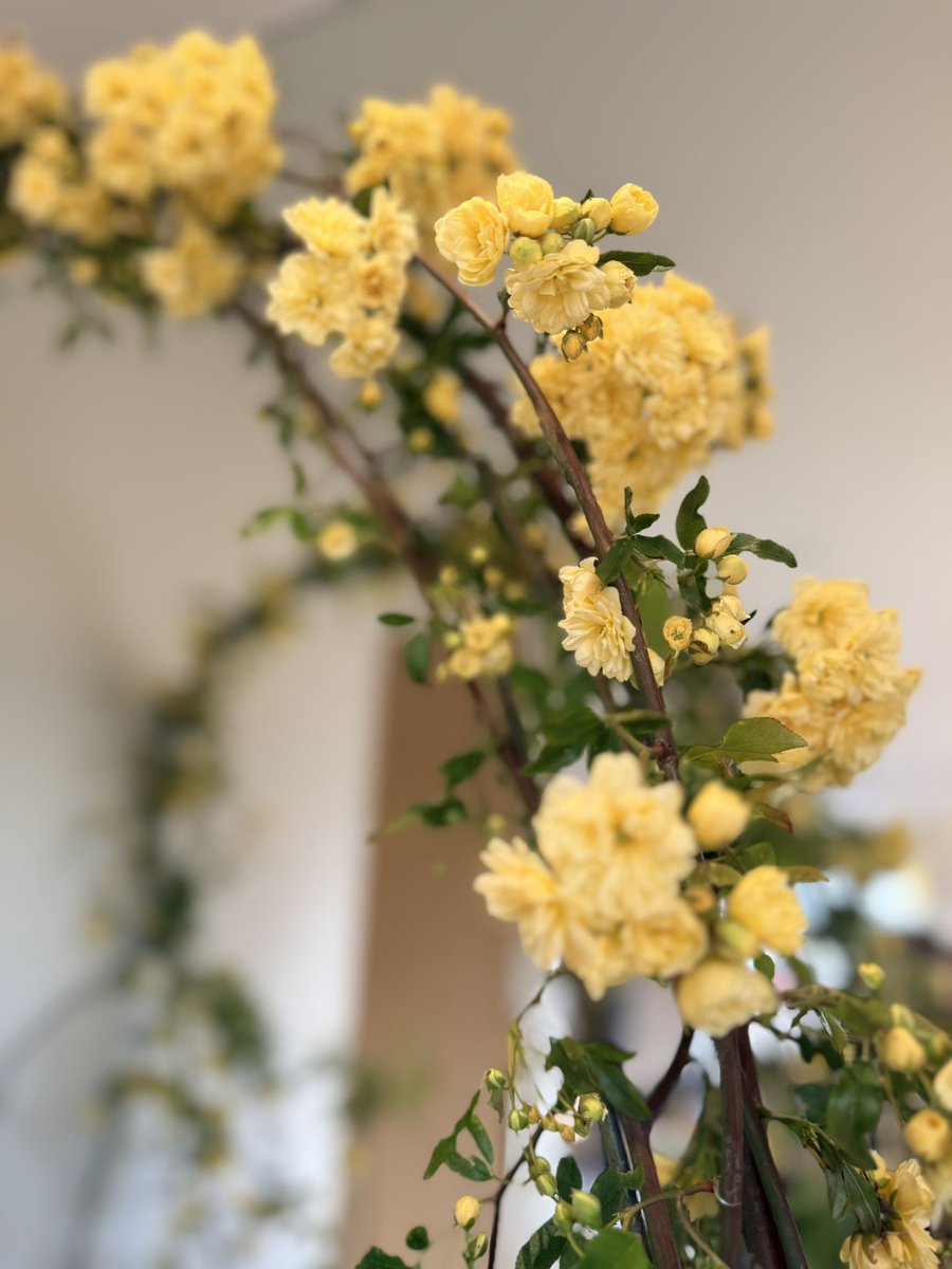 かわい　めい tweet media