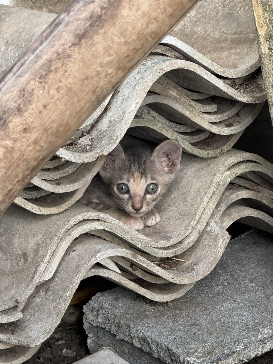 ปรายทางที่ฉันรอน้องแจน 🌻🐈 tweet media