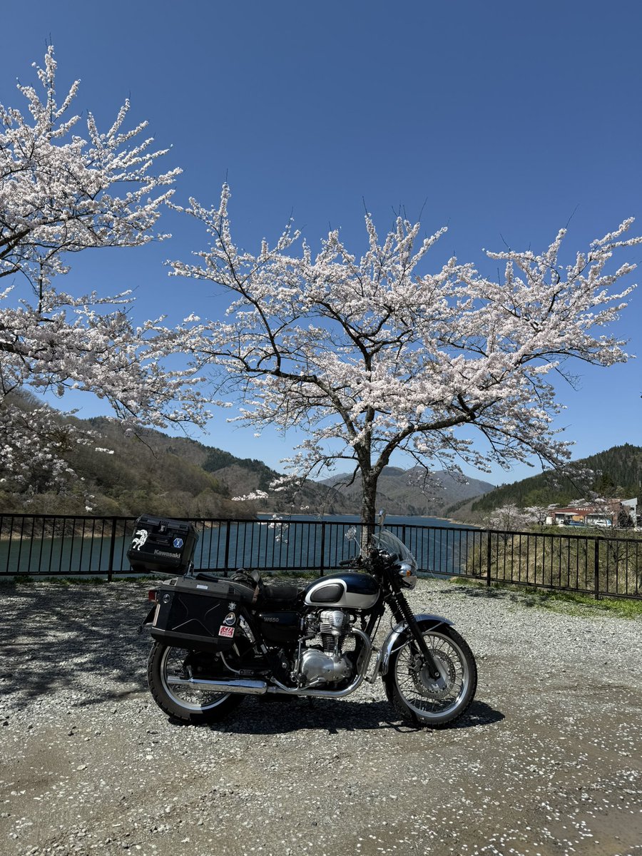 hakutantan's tweet photo. 皆さんこんにちは🌞
今日は休日出勤の代休なので
花見ツーリング🌸
岐阜から福井に抜ける
158号線が通行止めでした
自動車道は125cc以下は
通行不可やからなぁ…

岐阜はもう散ってますねー🍂
福井県の九頭竜あたりは
まだ散り始めくらい？🤔
今週末くらいまでは見頃かな

本日も安全運転で❗️🏍️💨 https://t.co/cQRhRU7Th2