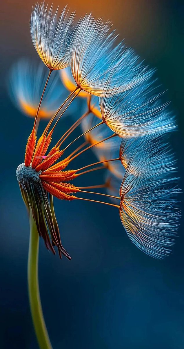 AmordAlma_'s tweet photo. 🧡Have a great Thursday everyone 🧡 https://t.co/BNnk9AlclA