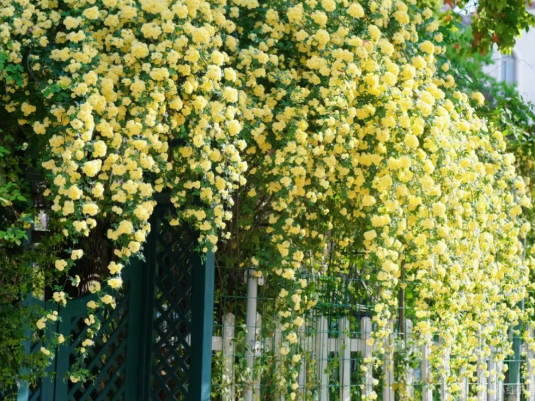 HelloWuhu's tweet photo. Wuhu’s Flower-Chasing Guide
As spring breezes sweep across the Yangtze River, Wuhu awakens in full bloom. Warm winds carry the promise of the season, painting the city in shades of spring.
Immerse yourself in a sea of blossoms, and savor every fleeting moment of the season. https://t.co/Bf0evhukLw
