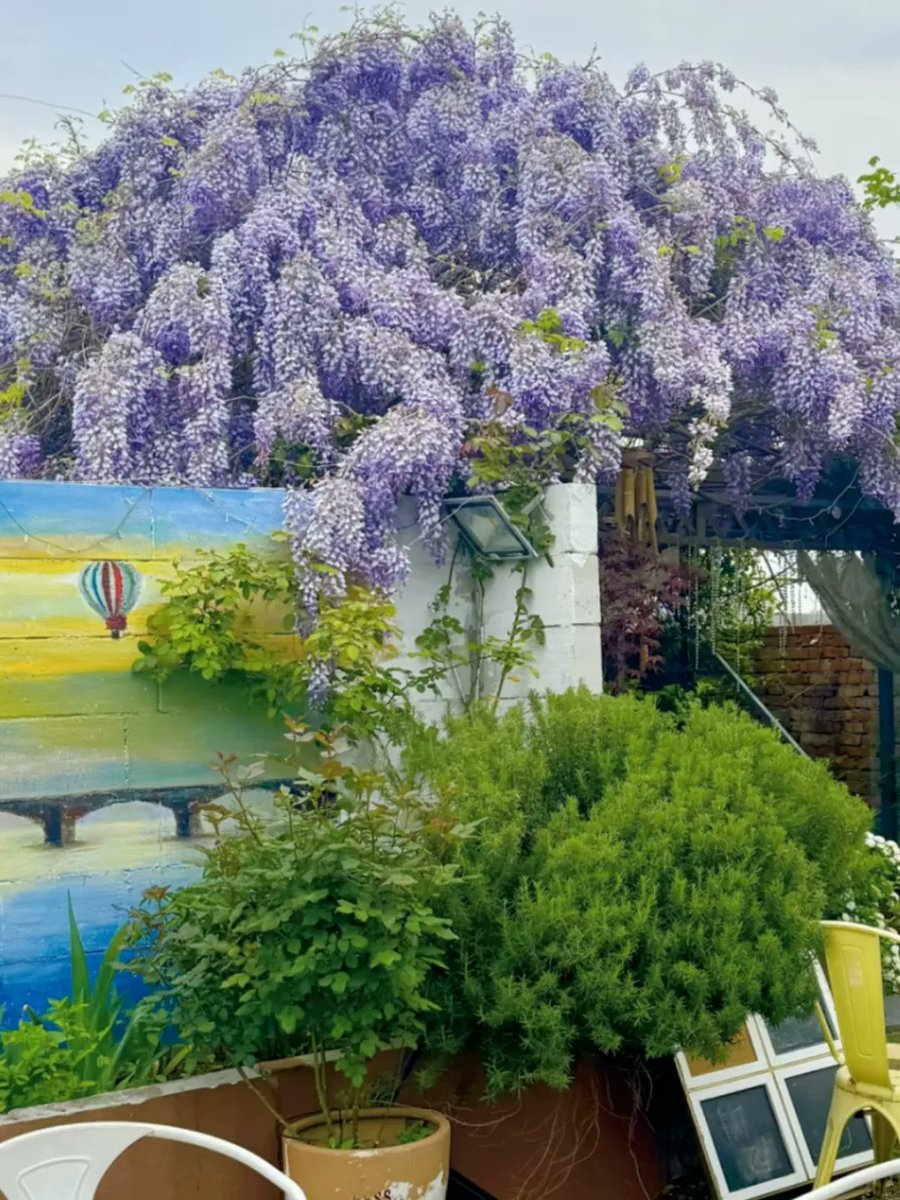 HelloWuhu's tweet photo. Wuhu’s Flower-Chasing Guide
As spring breezes sweep across the Yangtze River, Wuhu awakens in full bloom. Warm winds carry the promise of the season, painting the city in shades of spring.
Immerse yourself in a sea of blossoms, and savor every fleeting moment of the season. https://t.co/Bf0evhukLw
