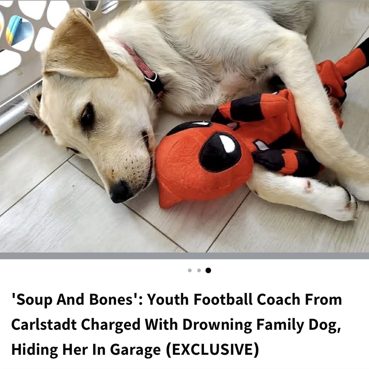 JanetScalera's tweet photo. 18 month old #puppy killed! #justiceforroxy #animalabuse https://t.co/1CjI53JBLc