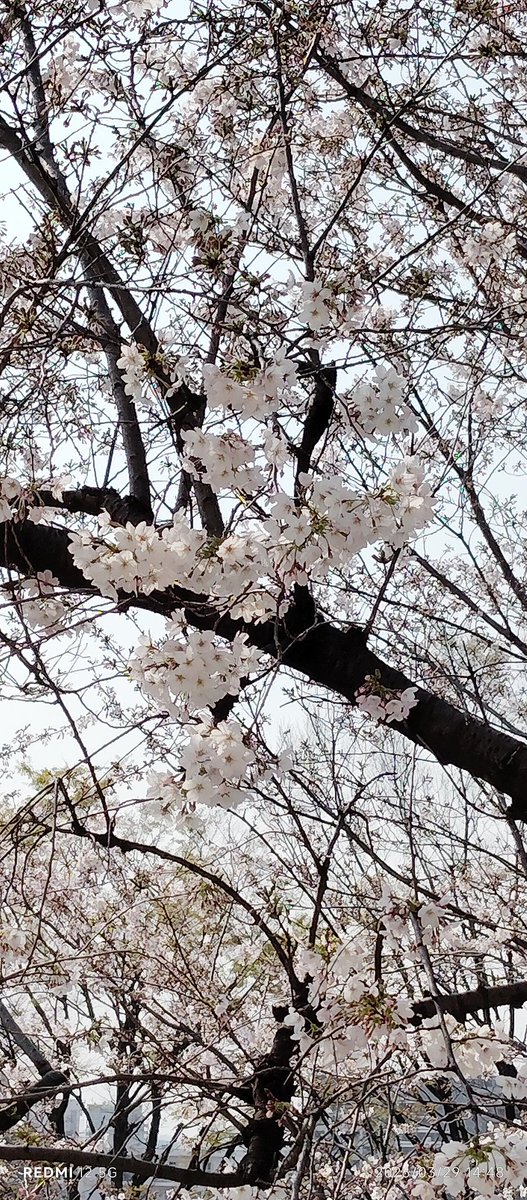 r07_701_'s tweet photo. まだ桜🌸咲いてた時に姫と散歩した日の写真♥ https://t.co/2ZxJmtR87L