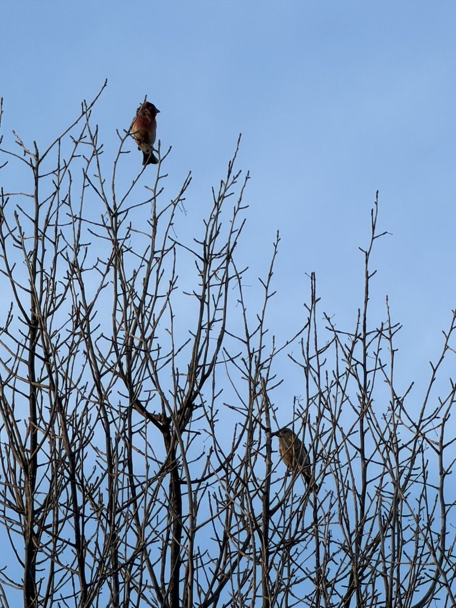 pocarimami's tweet photo. great blue heron, house finches, grackle and killdeer from today :) https://t.co/LDcdSR7I6C