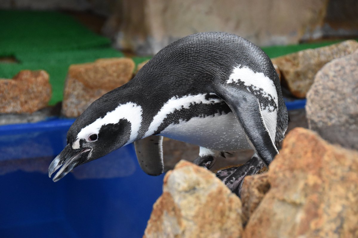 まぴころ tweet media