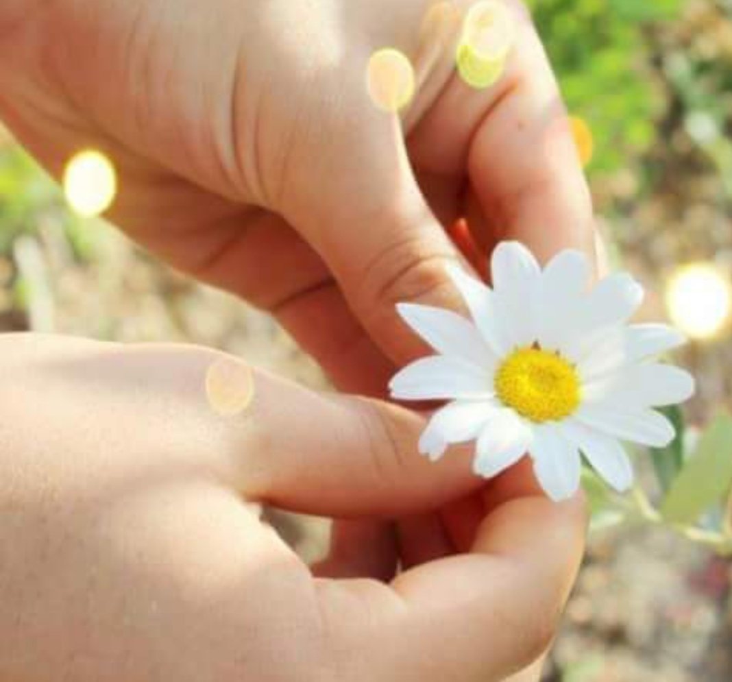 hayat AlRohh tweet media