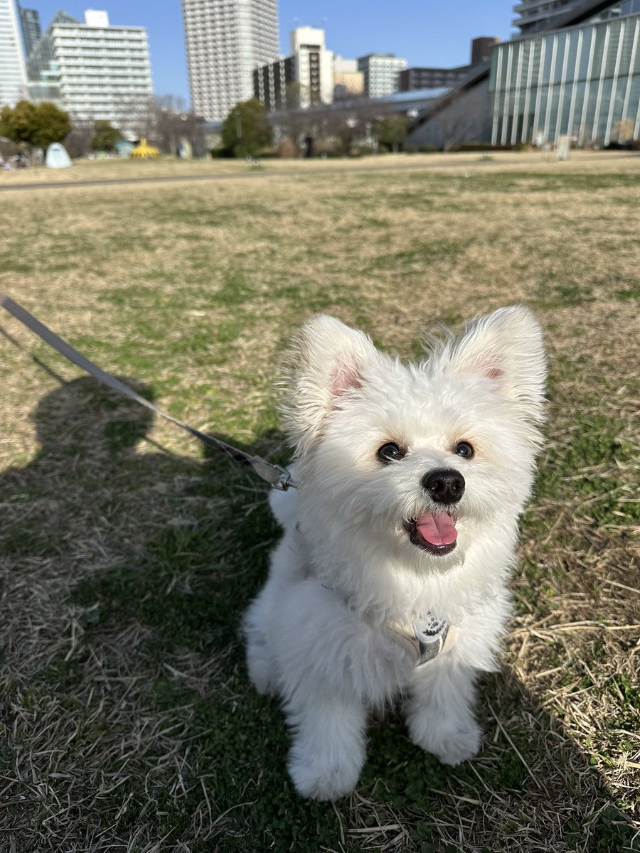 でぃーすけ tweet media