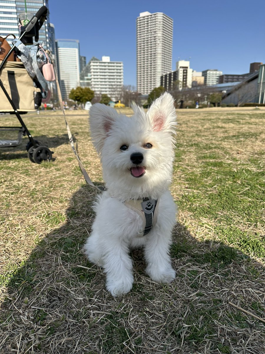 でぃーすけ tweet media