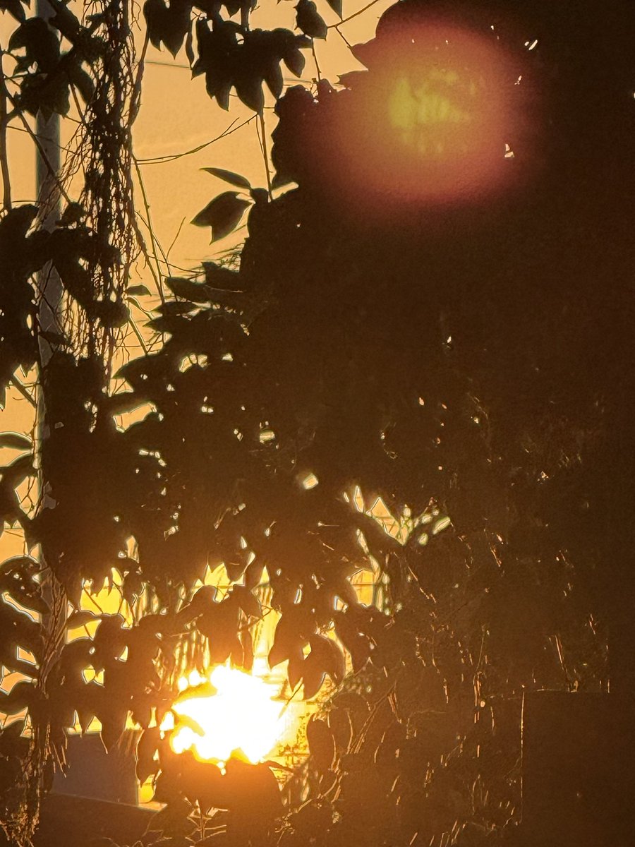 wedwo ( ꈍ◡ꈍ) tweet media