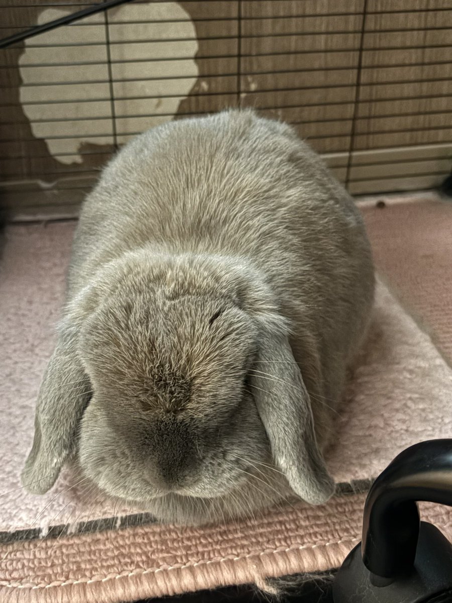 luccy＋めい🐰 tweet media