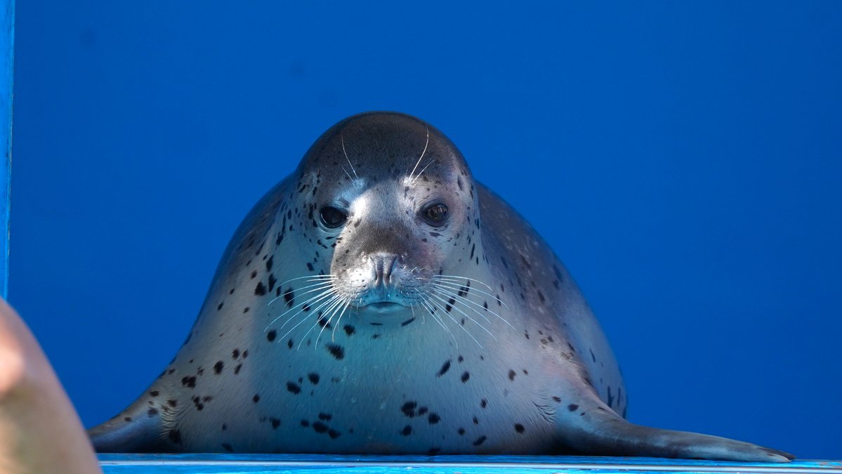 SaibaLucks,LLC/サイバラックス tweet media