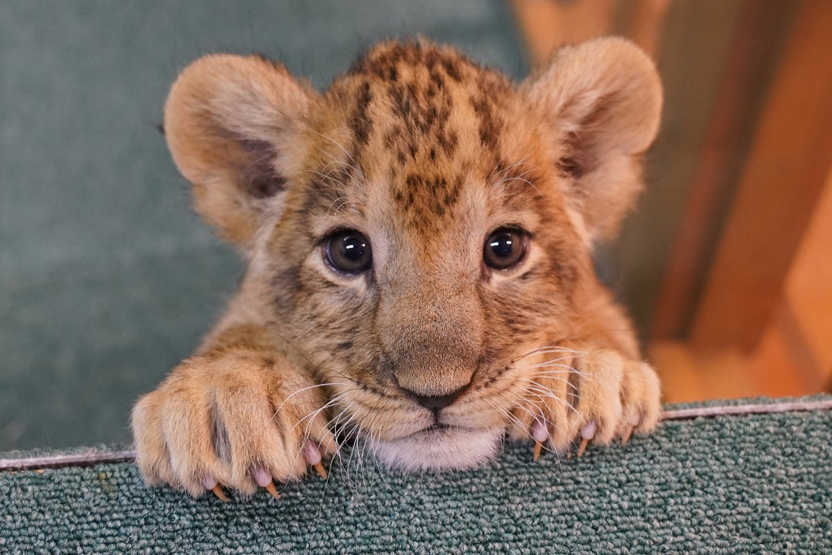 富士サファリパーク公式 tweet media