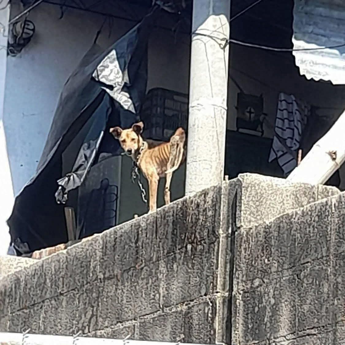 INDIGNACIÓN POR CASO DE MALTRATO ANIMAL EN CONCEPCIÓN LOURDES,LA PAZ

Un caso de presunto maltrato animal ha generado fuerte preocupación entre habitantes de Concepción Lourdes, La Paz; luego de que ciudadanos denunciaran la situación de un perro que permanece encadenado en