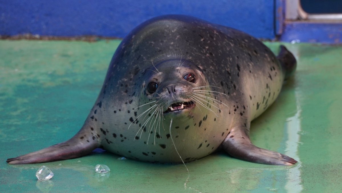 あざさん🦭あざらクリエイター tweet media