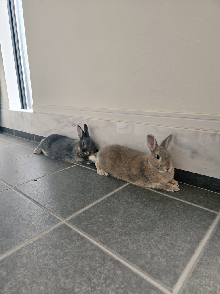 めろん tweet media