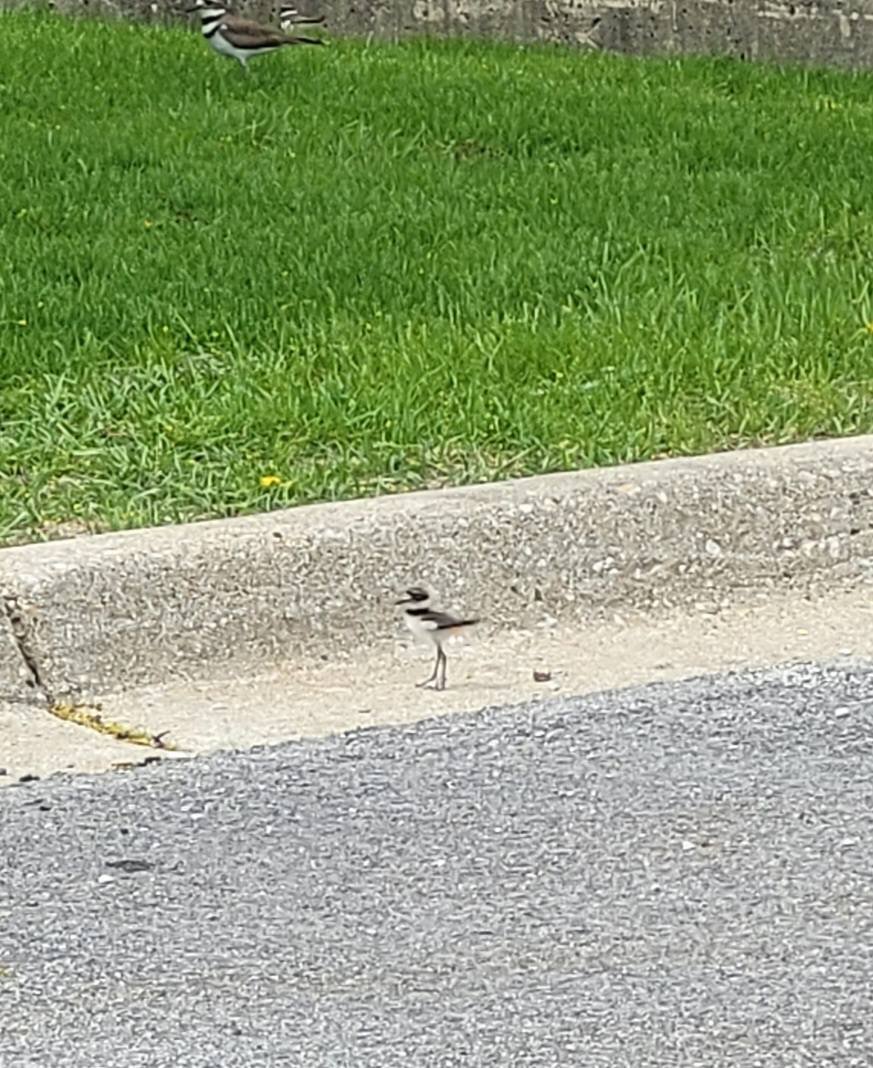 Patti Siwicki🇺🇦 tweet media