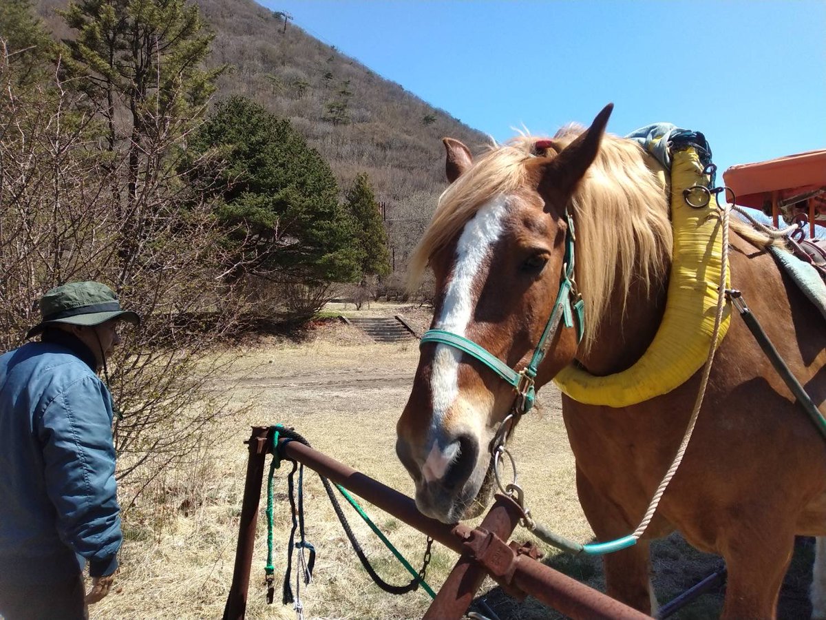 榛名湖遊覧馬車 tweet media