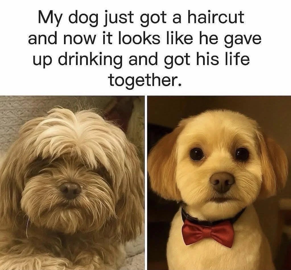 NO CONTEXT HUMANS tweet media